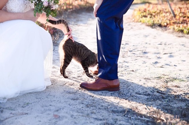 Wedding Registry Gifts Perfect for Pet Lovers